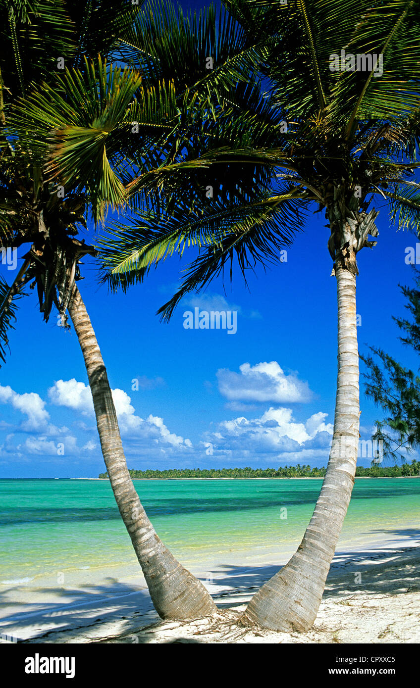 République dominicaine, province de La Altagracia, Punta Cana, Playa Bavaro, cocotiers Banque D'Images