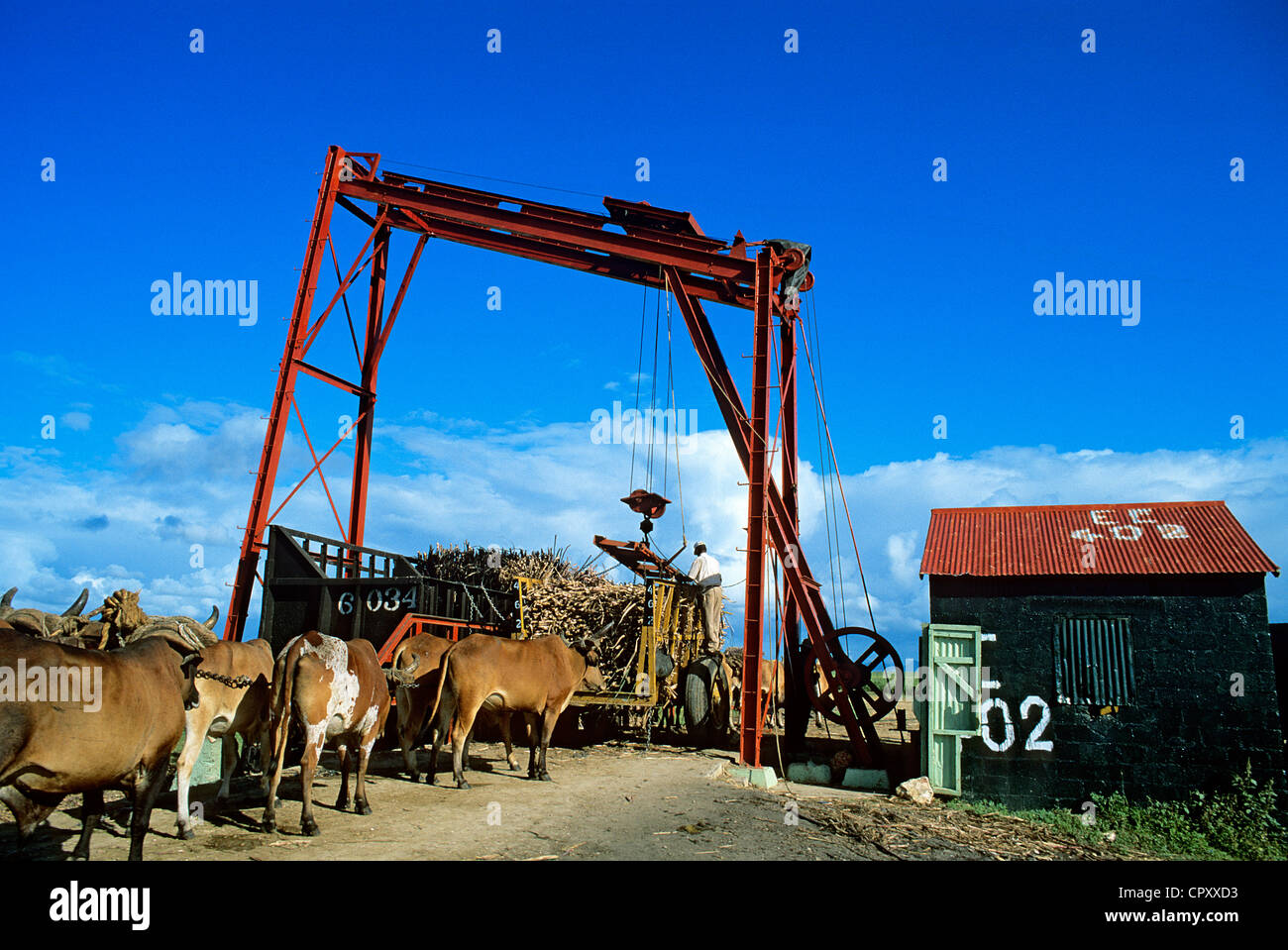 République dominicaine, Altagracia province, la culture de la canne à sucre Banque D'Images