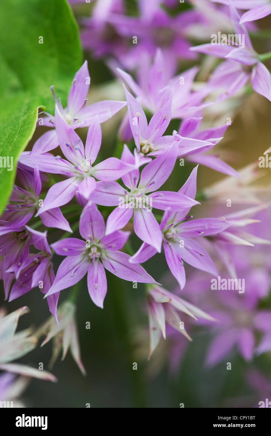 L'allium unifolium Eros. Mauve rose fleurs oignon ornemental Banque D'Images