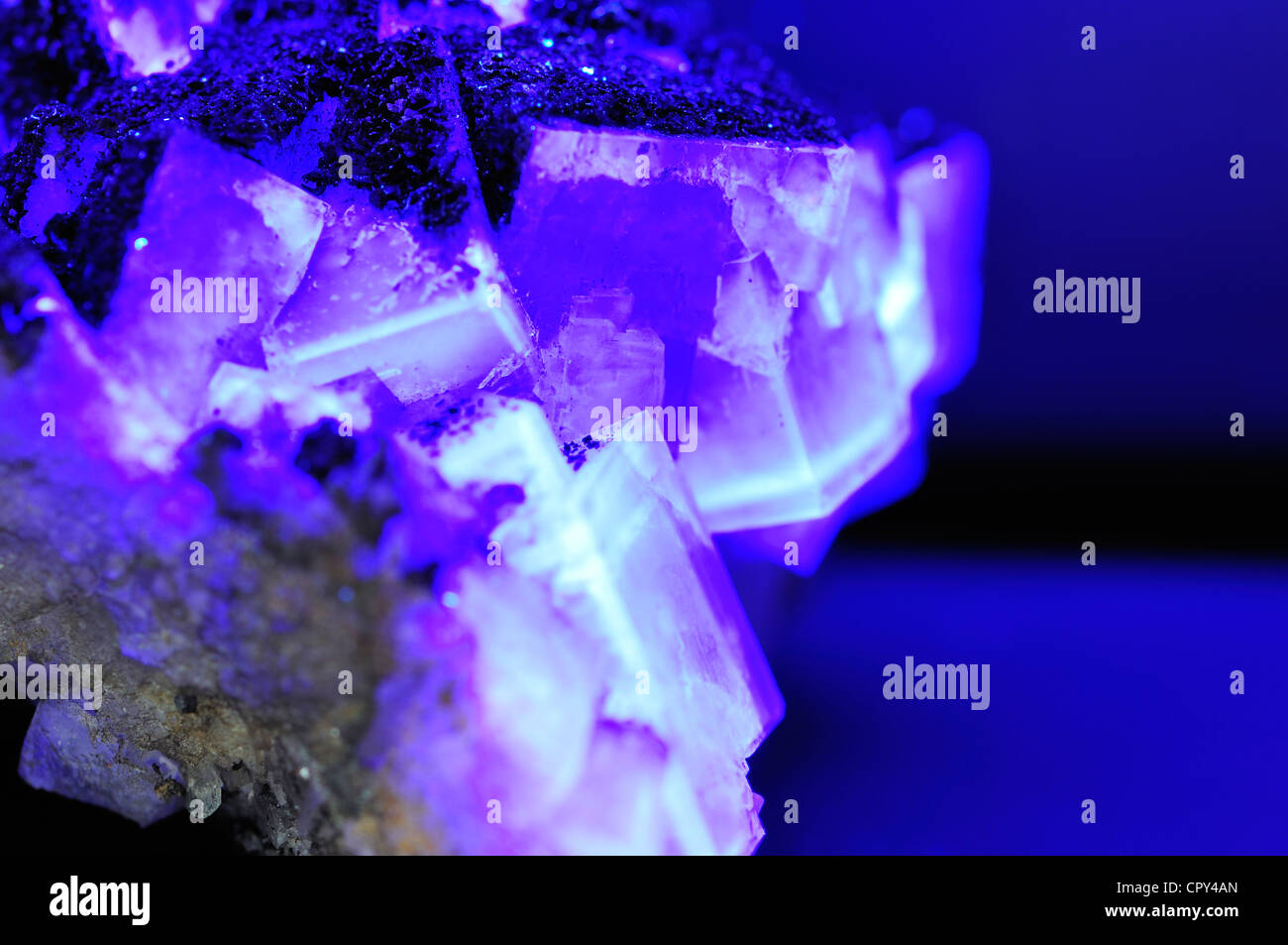 Cristaux de fluurite (fluorure de calcium) fluorescents sous la lumière ultraviolette Banque D'Images