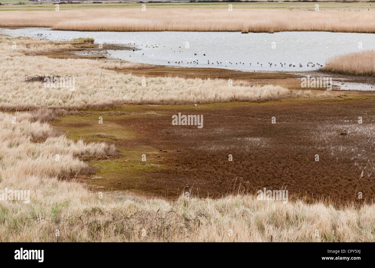 Les zones humides Marais Farlington volaille sauvage nature reserve Banque D'Images