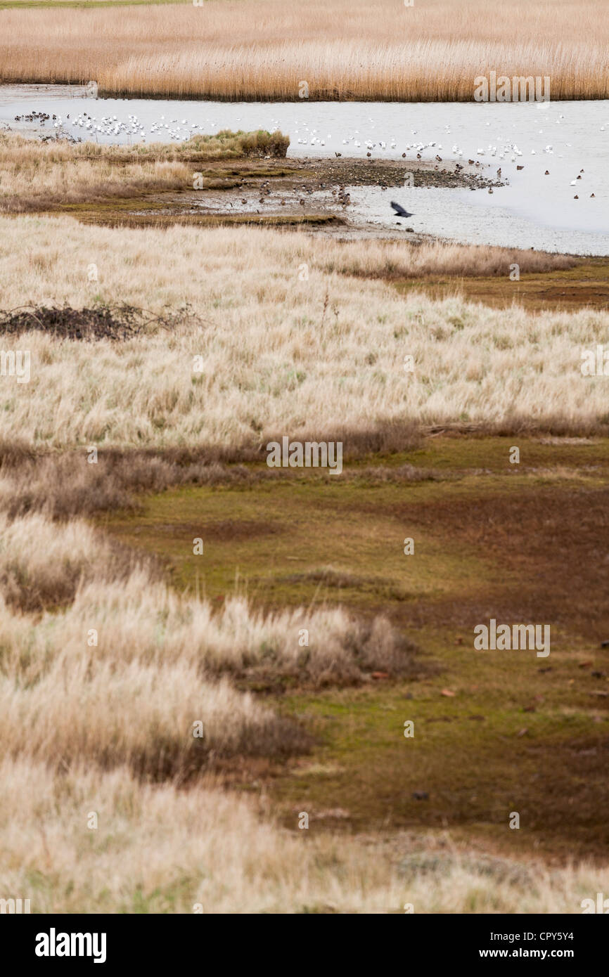 Les zones humides Marais Farlington volaille sauvage nature reserve Banque D'Images