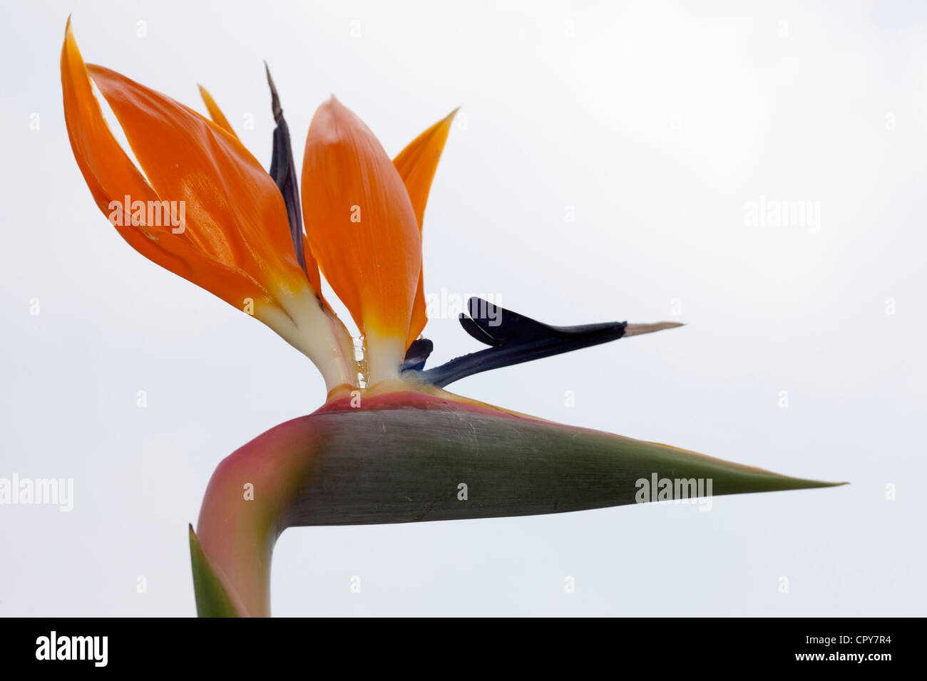 Crane fleur ou oiseau du paradis fleur, Strelitzie, Strelitzia reginae, Strelitziaceae Banque D'Images
