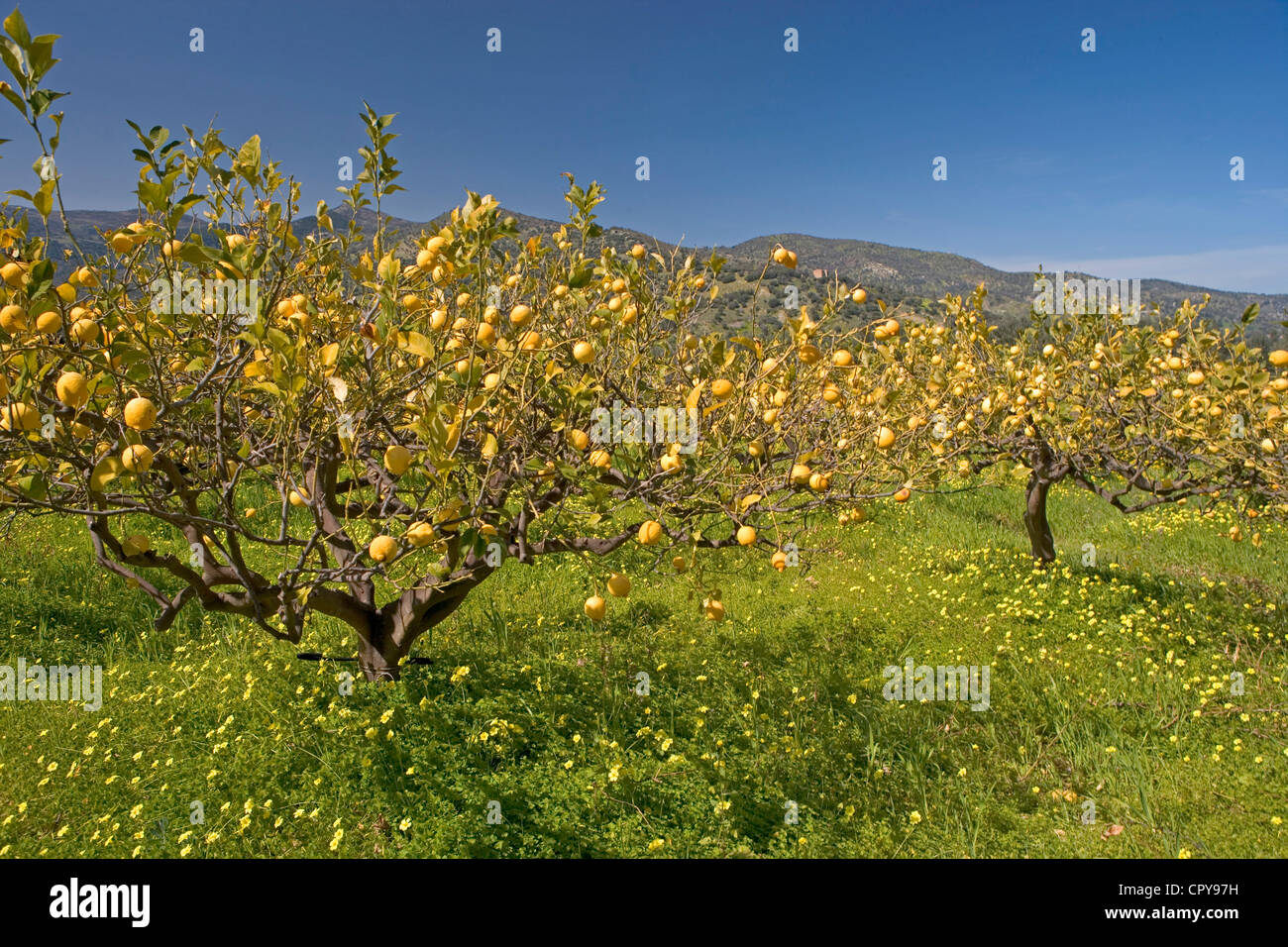 L'Italie, la Sicile, les montagnes de Madonie park, citrons orchard au printemps Banque D'Images