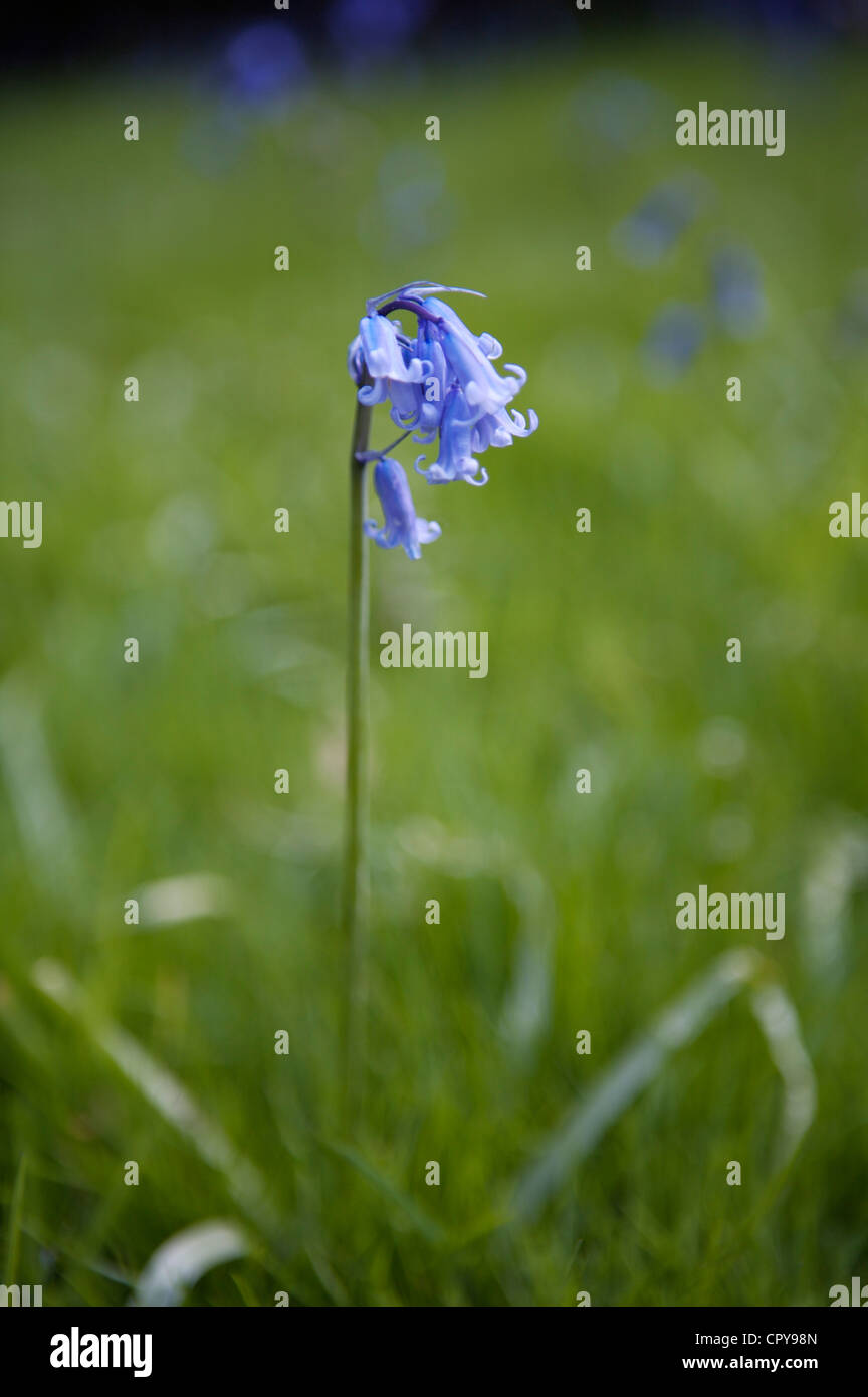 Bluebell Flowers (Hyacinthoides non-scripta) Banque D'Images