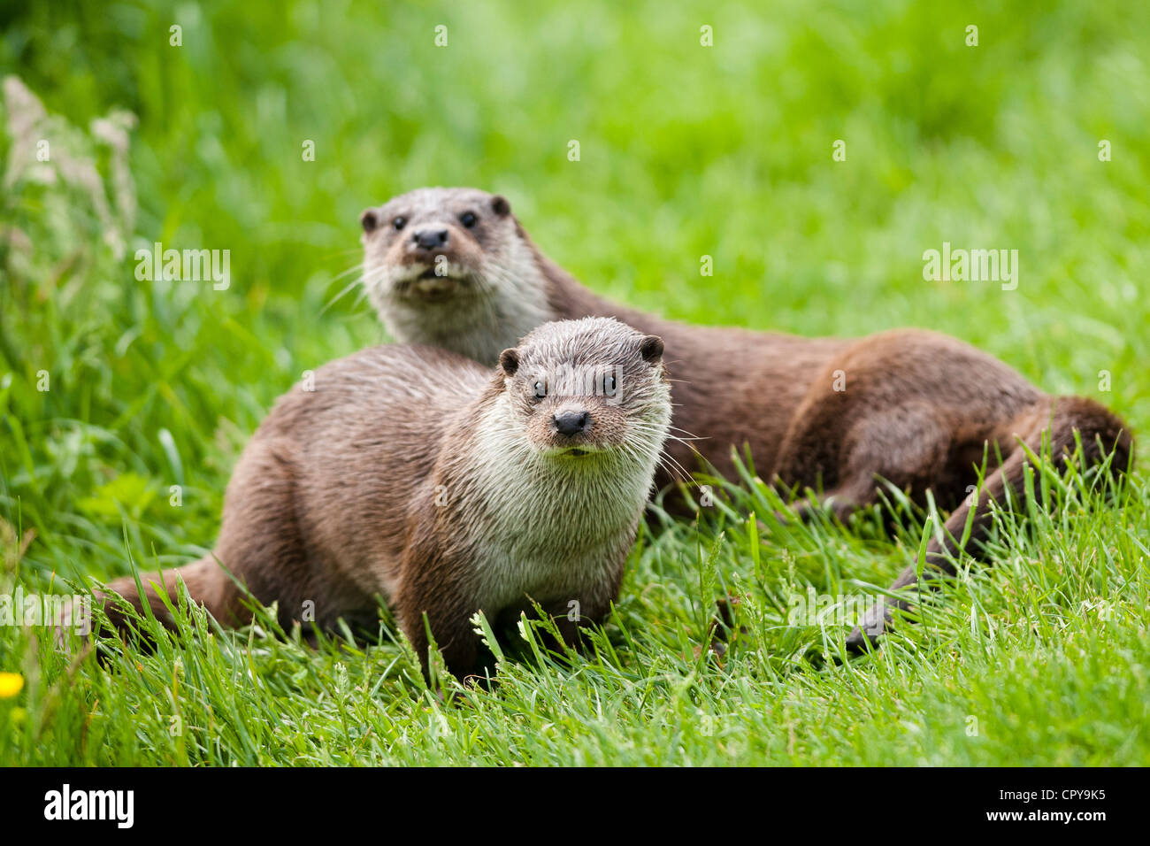 Des loutres (Lutra lutra) Banque D'Images