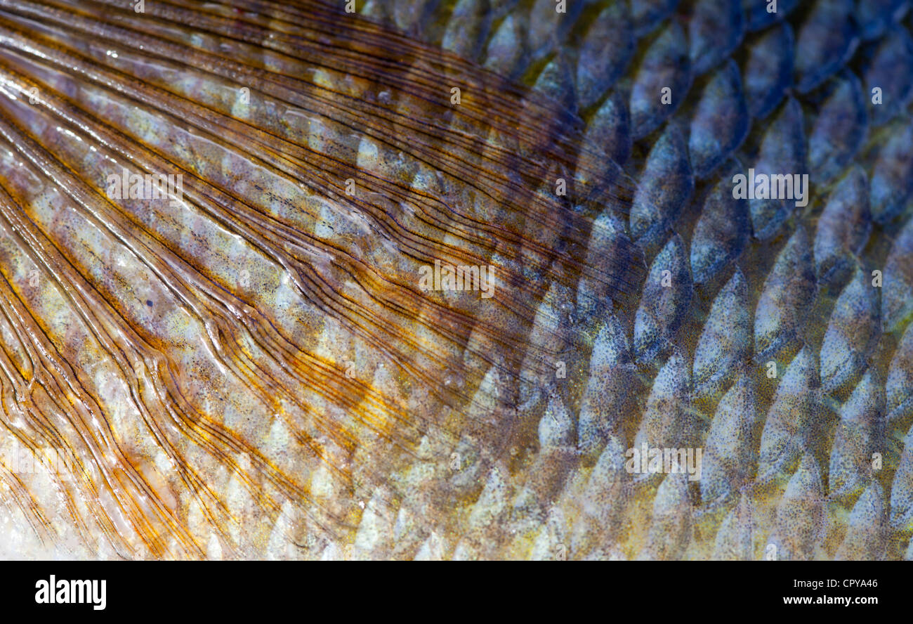 Gros plan de nageoire , peau et écailles d'une perchaude européenne de 1.1 kg ( perca fluviatilis ) Banque D'Images