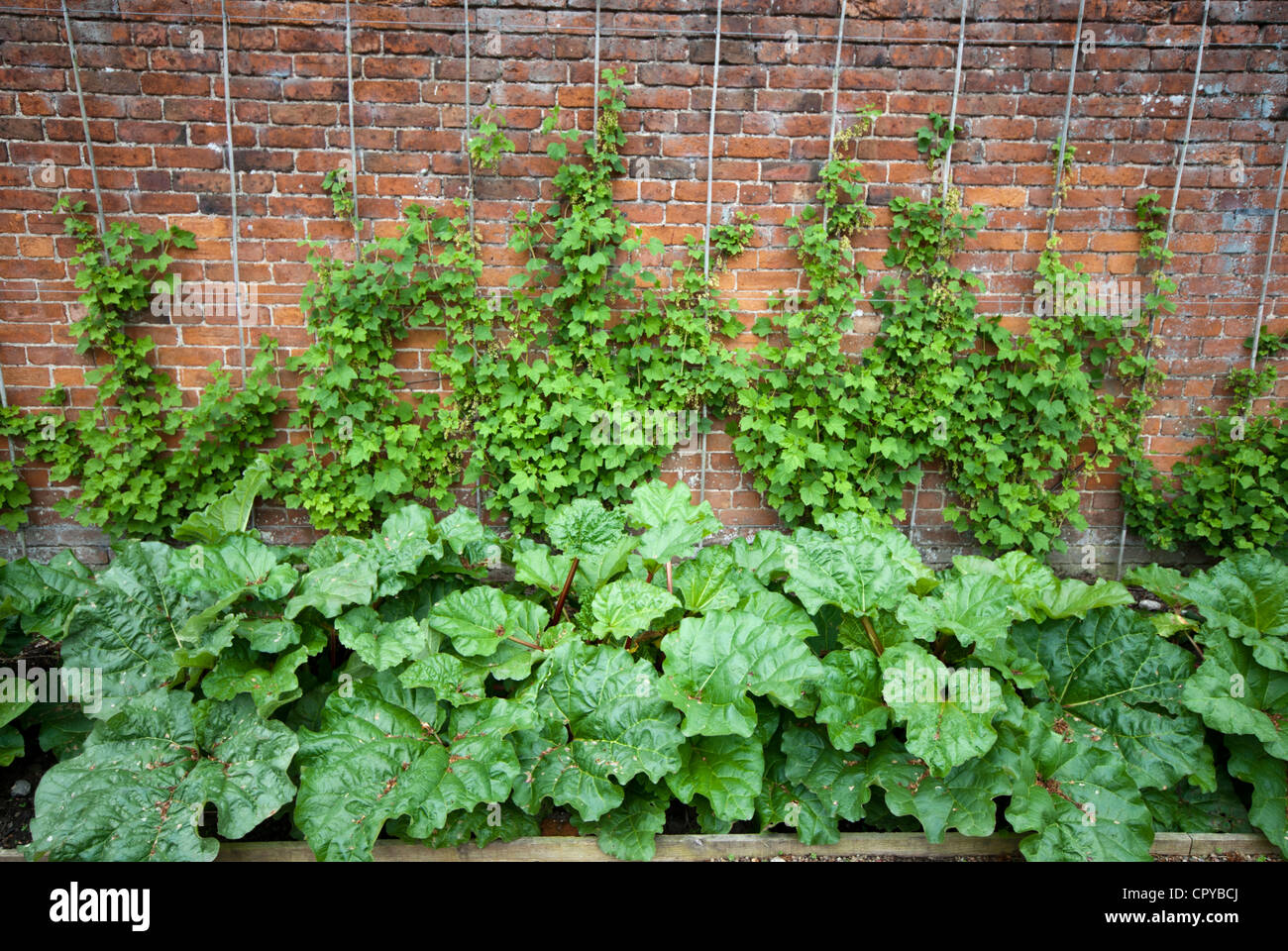 L'espalier fruits arbustes poussant dans un jardin clos pays Banque D'Images