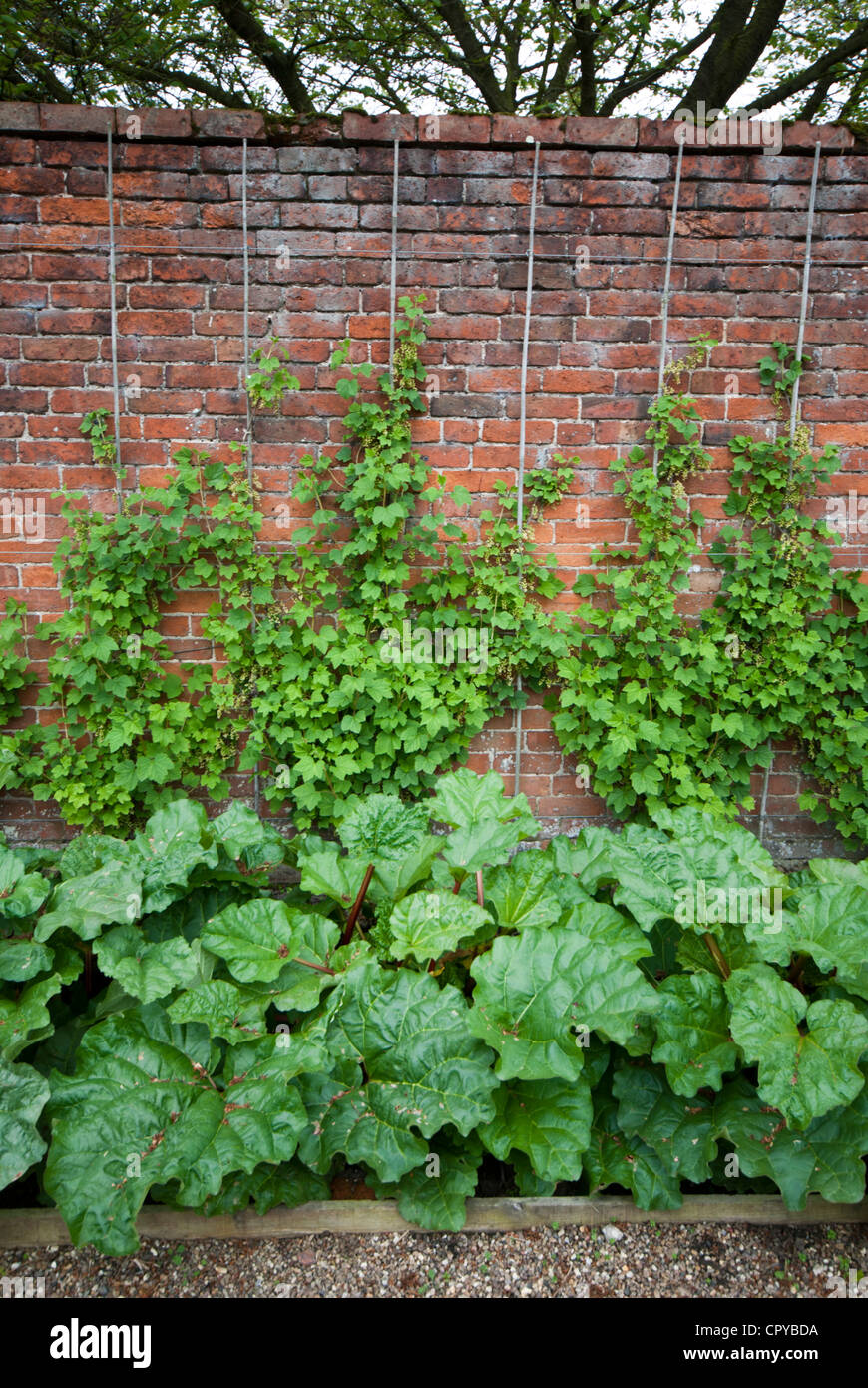 L'espalier fruits arbustes poussant dans un jardin clos pays Banque D'Images