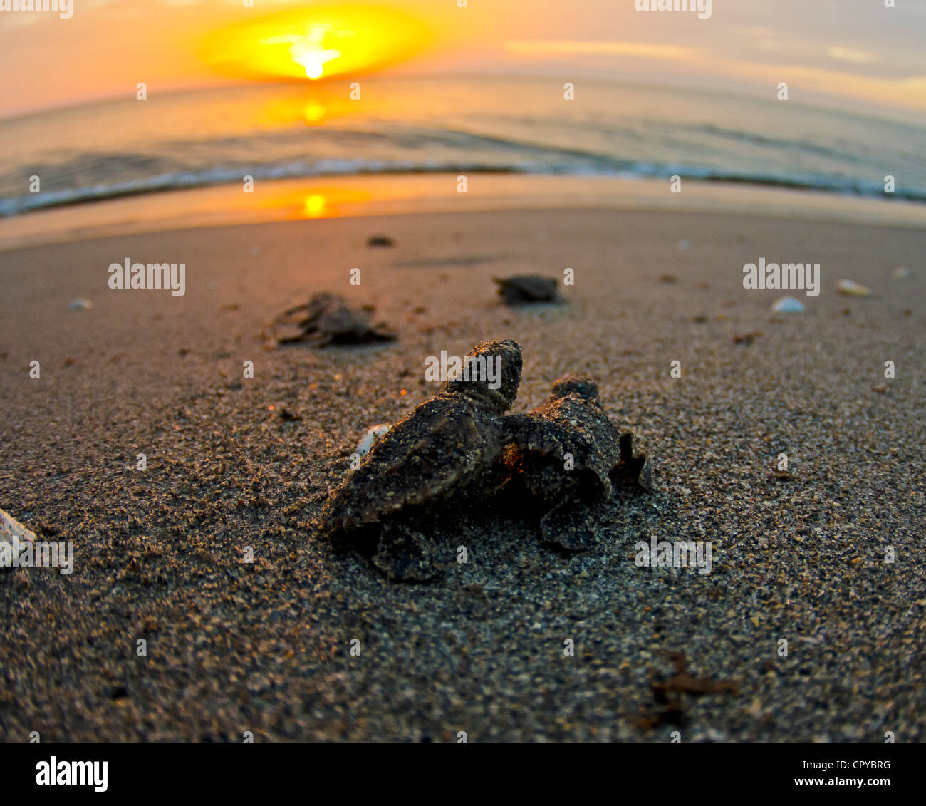 C'est une photo que j'ai prises de tortues caouannes l'éclosion du sable un matin et dirigé dans l'océan. Banque D'Images