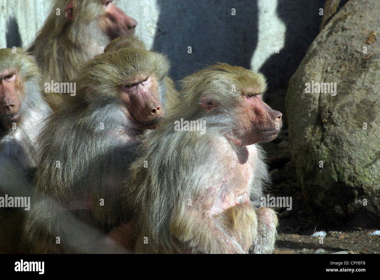 Singes Banque D'Images