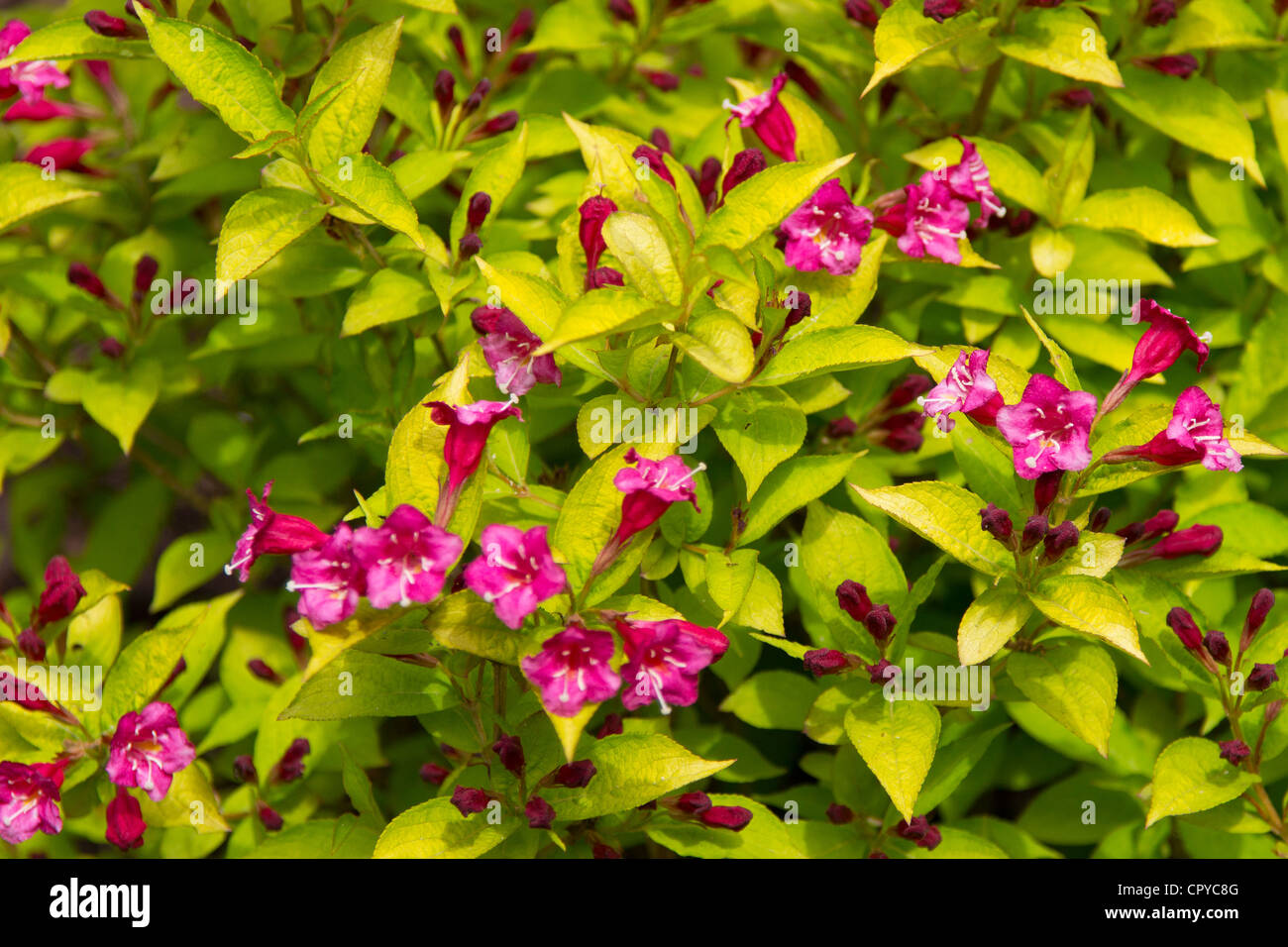 Ruée vers l'or de Weigela Caprifoliaceae arbuste à fleurs Banque D'Images