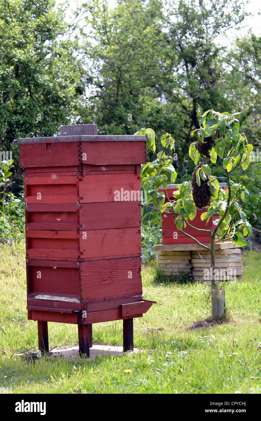 La ruche avec essaim d'abeilles sur l'arbre adjacent Banque D'Images