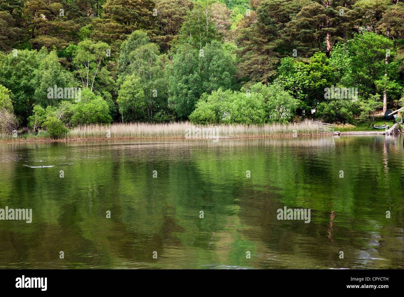 Derwent Water Rivage à Manesty Bois, vallée de Borrowdale Keswick Cumbria Lake District UK Banque D'Images