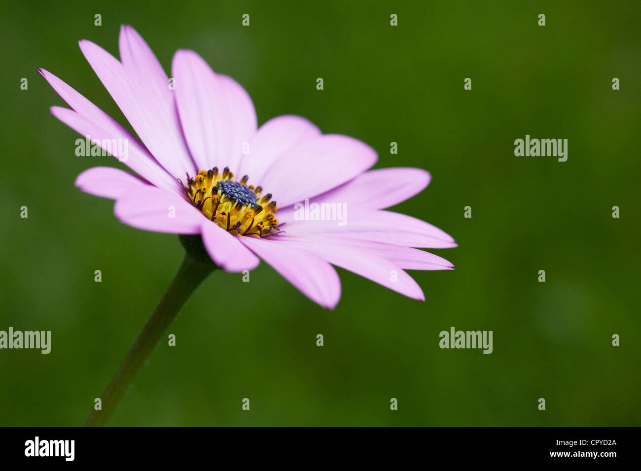 Ostéospermum ciliata Killerton 'Pink' fleurs dans le jardin. Cape daisy. Daisy africains. Banque D'Images