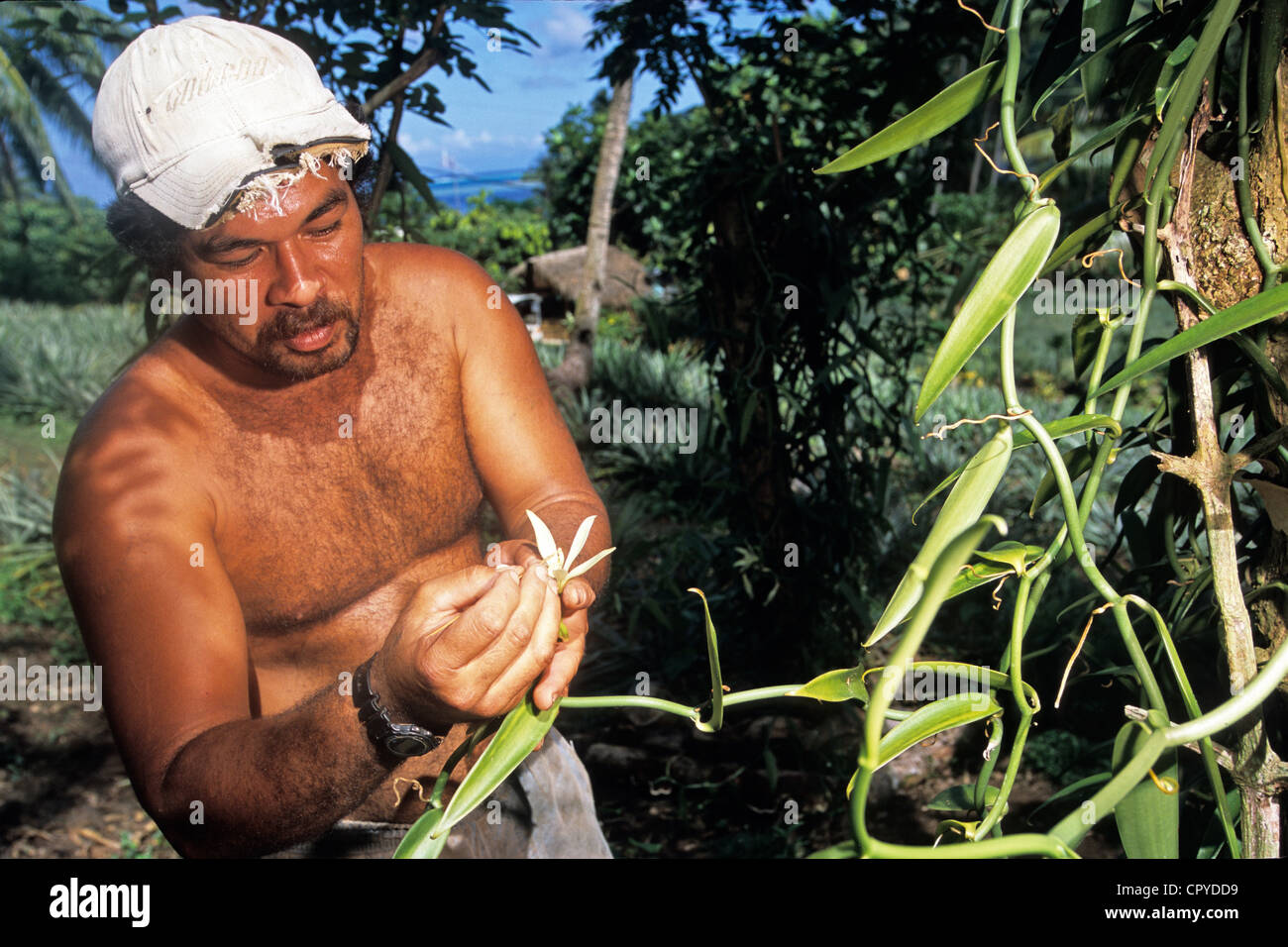 La France, la Polynésie française, archipel de la société, les îles sous le vent, l'île de Huahine, manuel imprégnation de la vanille Banque D'Images
