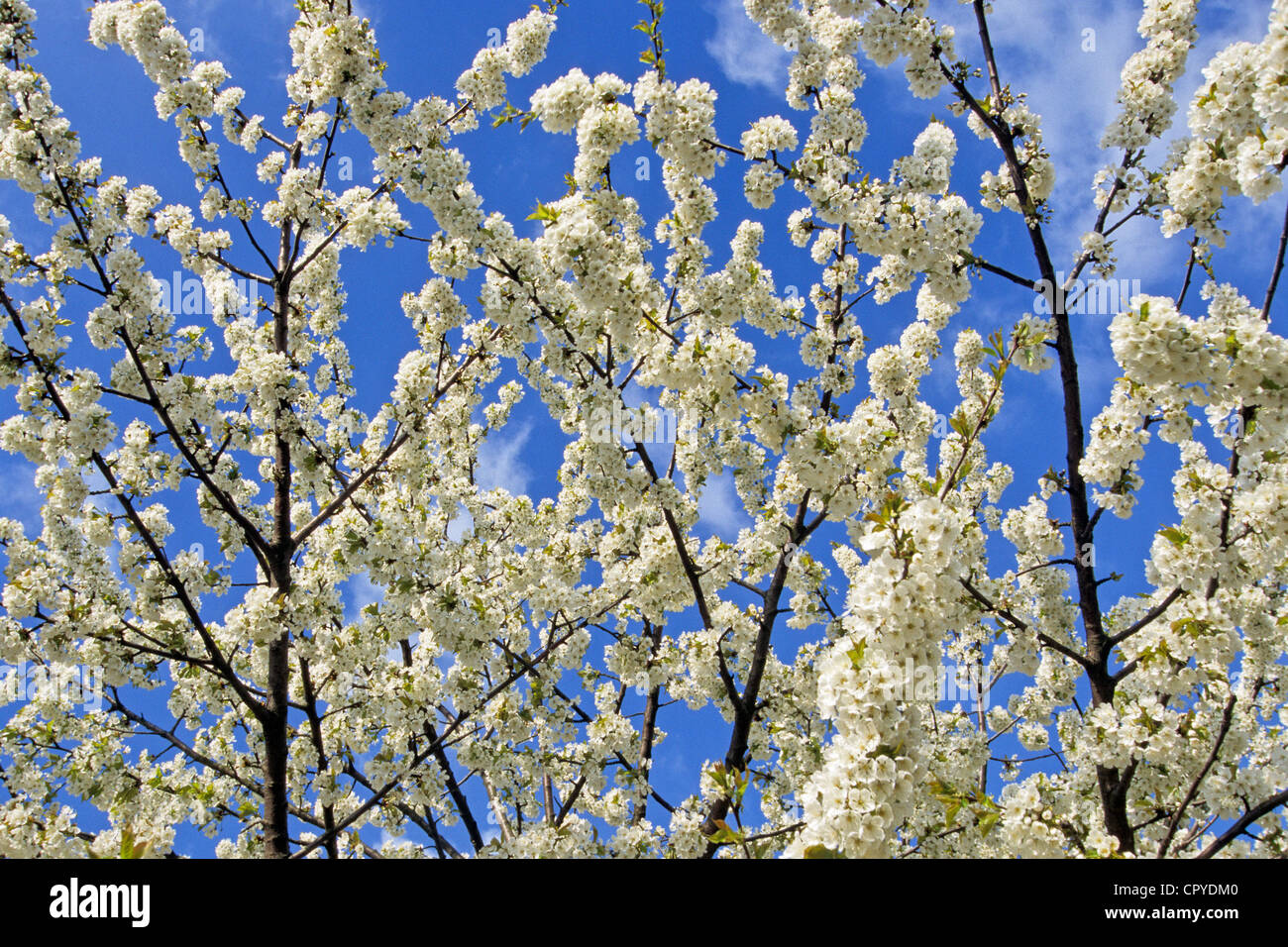 France, Seine et Marne, Provins, cerisiers en fleurs au printemps Banque D'Images