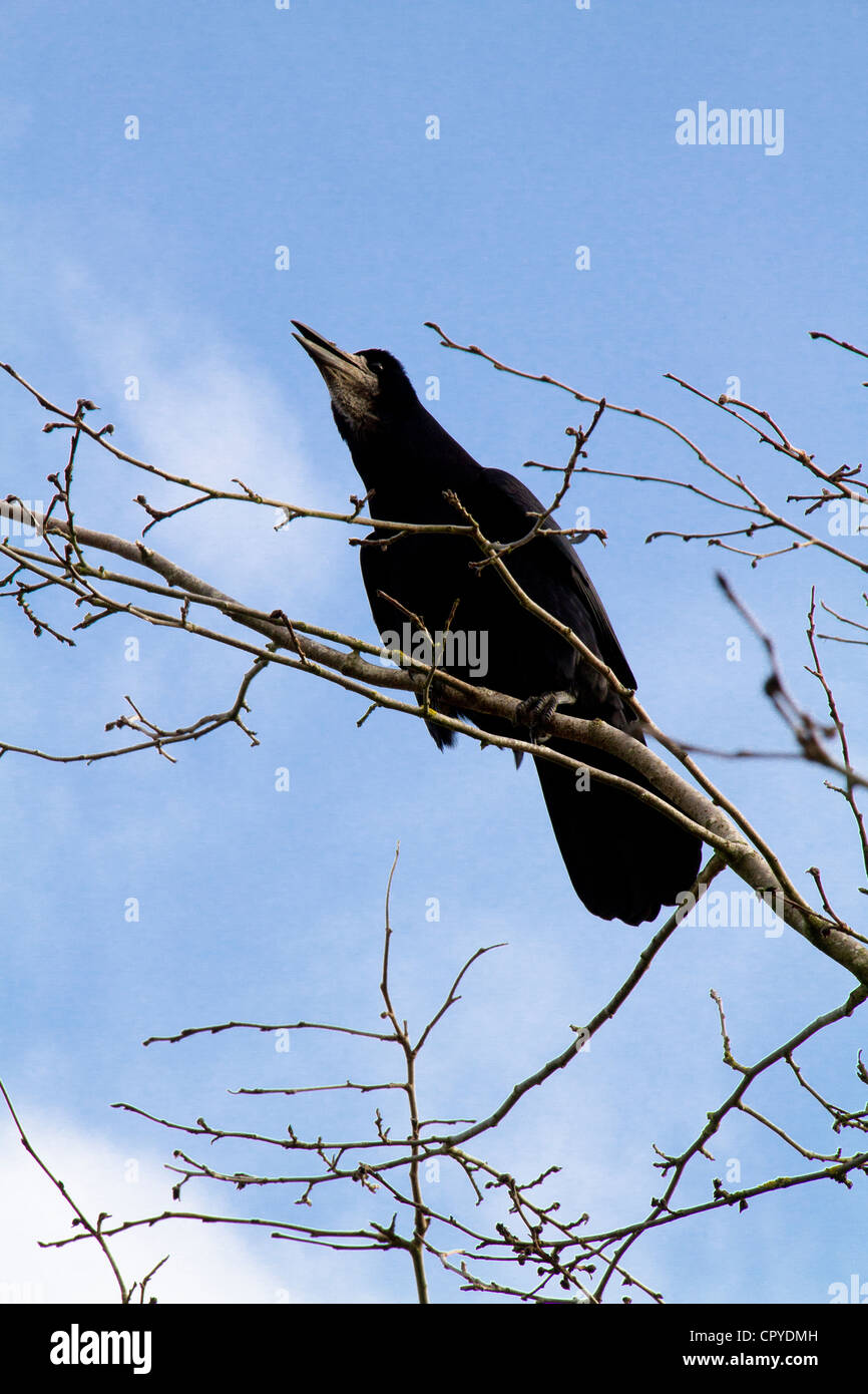 Un Corbeau freux (corvus frugilegus) Banque D'Images