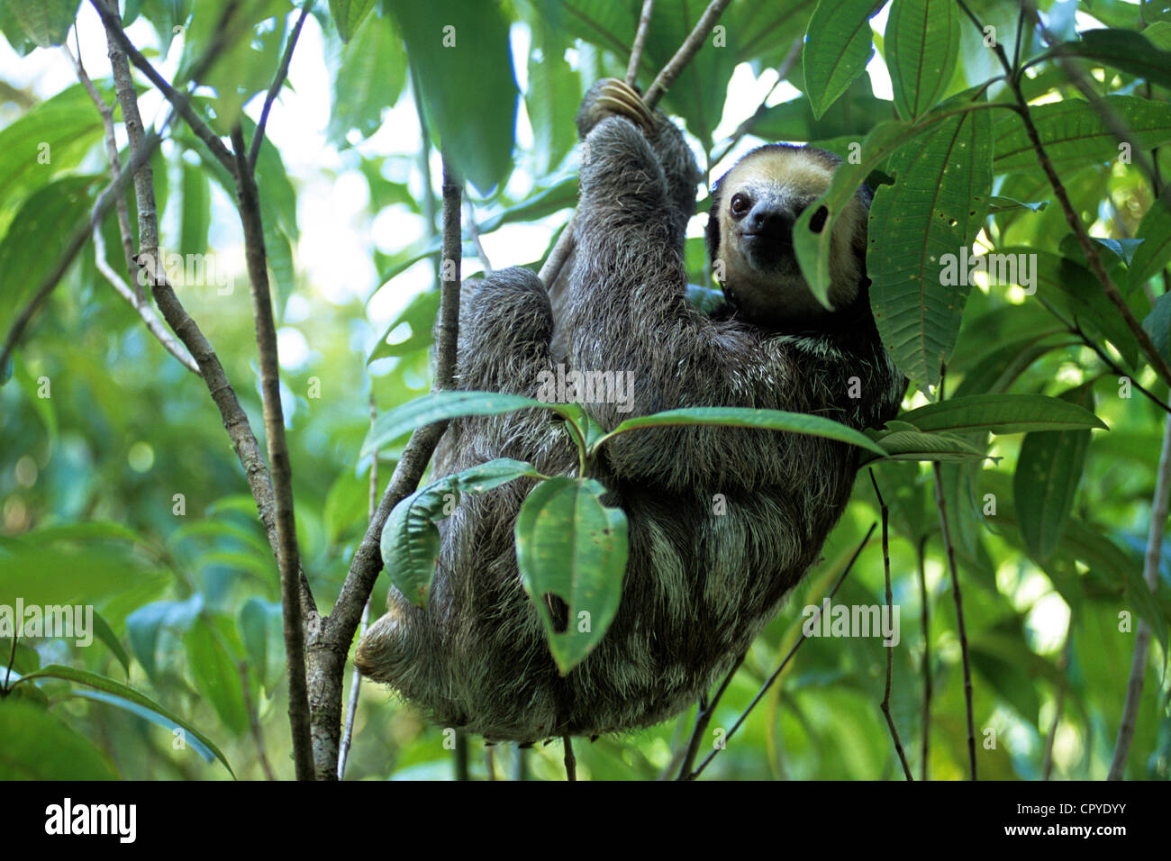 France, Guyane (département d'outre-mer), trois doigts paresseux (Bradypus tridactylus) Banque D'Images