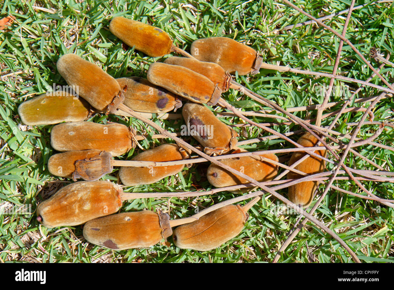 Miami Beach Florida, Collins Park, saucisse, Kigelia africana, âne, fruit, FL120427050 Banque D'Images