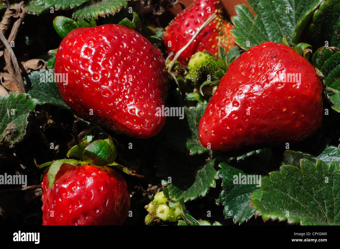 De plus en plus sur les fraises mûres plante dans un pot. Banque D'Images