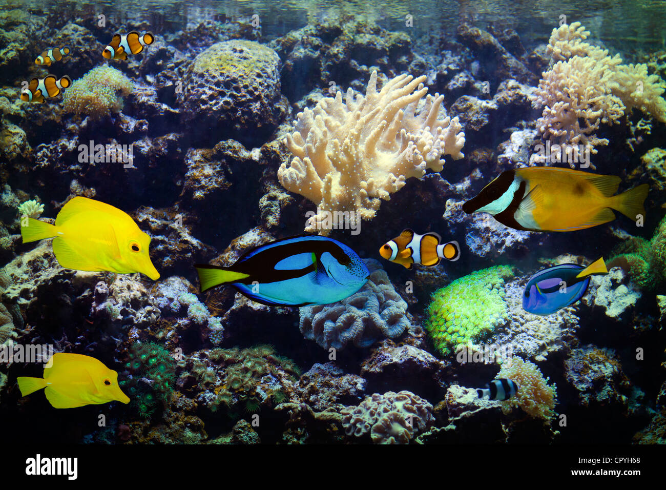 Exotique et Aquarium de récifs coralliens tropicaux de fond coloré Banque D'Images