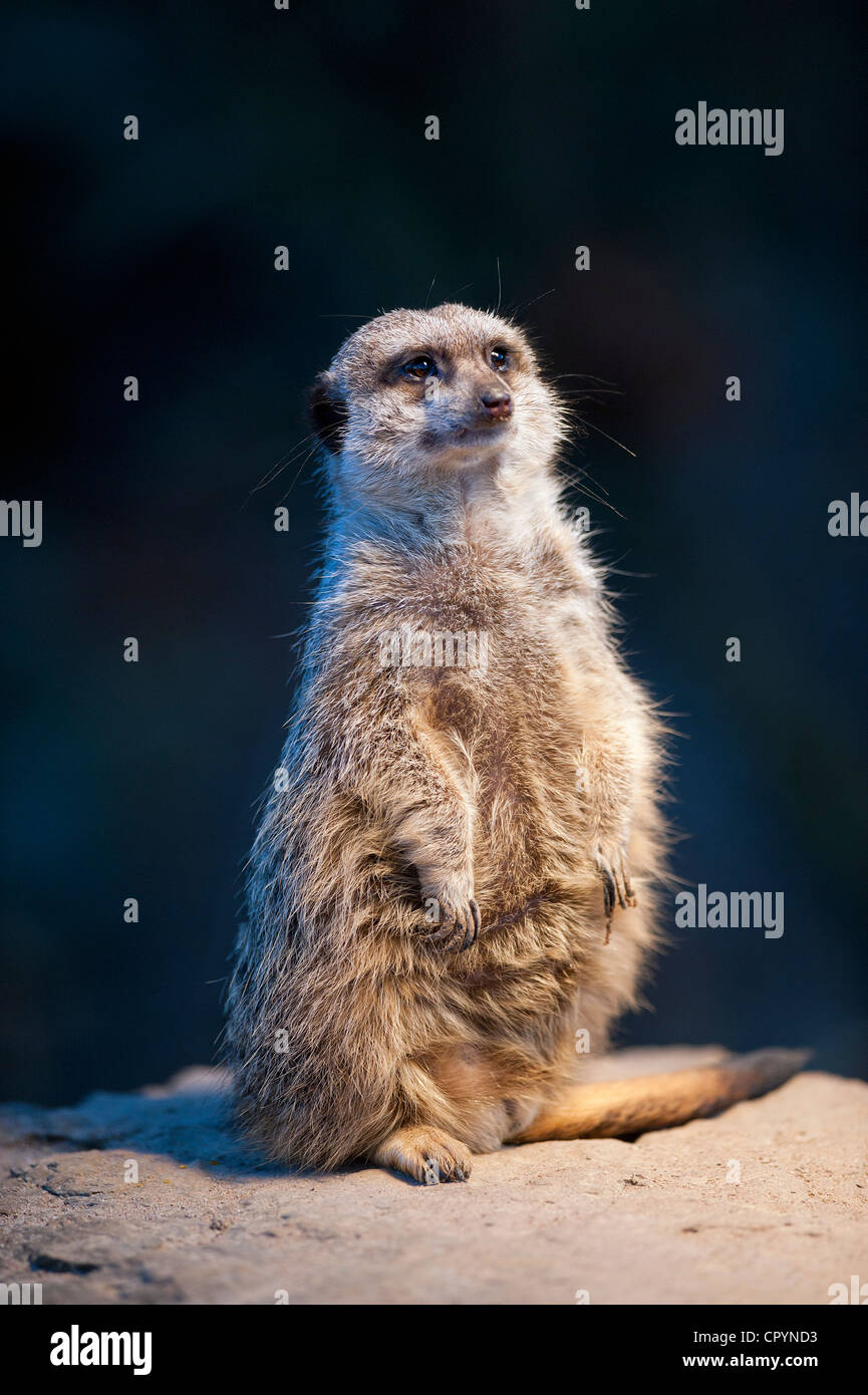 Meerkat (Suricata suricatta), Wilhelma, Stuttgart, Allemagne, Europe Banque D'Images