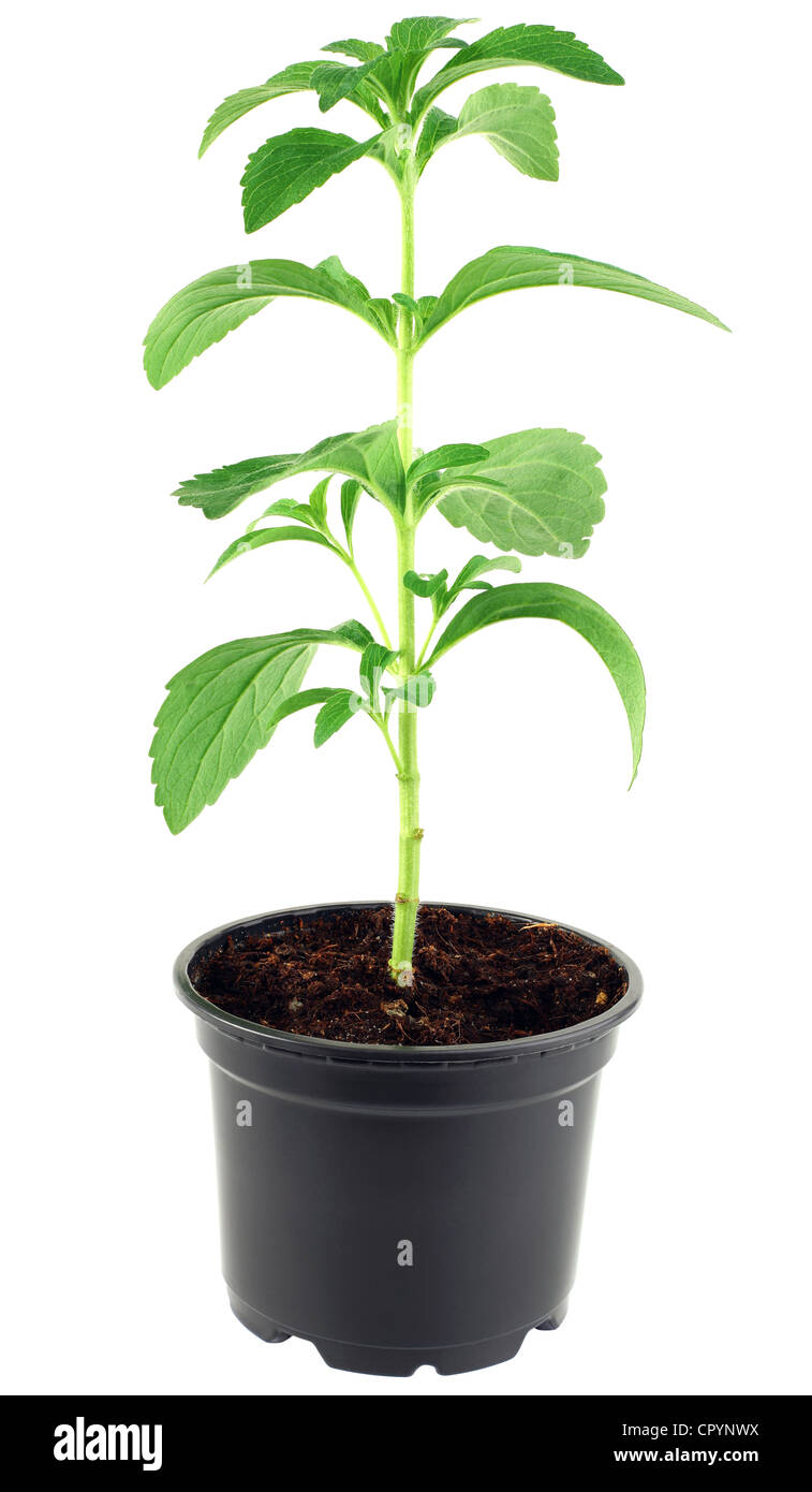 Le Stevia rebaudiana dans le pot de fleurs isolé sur fond blanc Banque D'Images