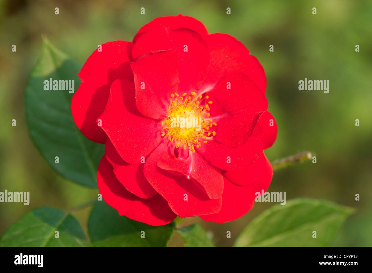 Fleur Rose chinois a fleuri dans un jardin de printemps Banque D'Images