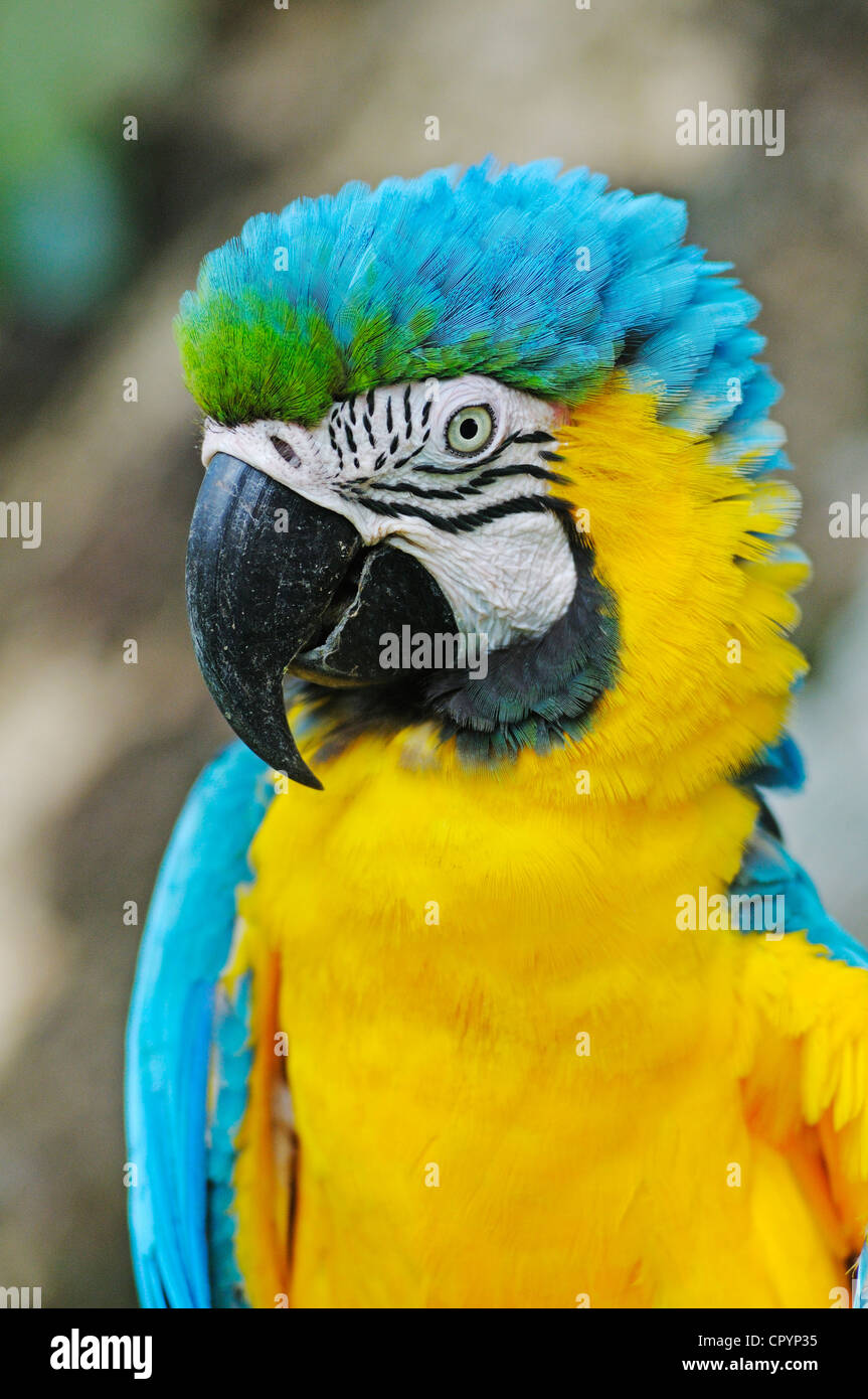 Bleu et Jaune ou Bleu et de l'Ara-Gold-Macaw (Ara ararauna), d'Antioquia, Colombie, Amérique du Sud, Amérique Latine Banque D'Images