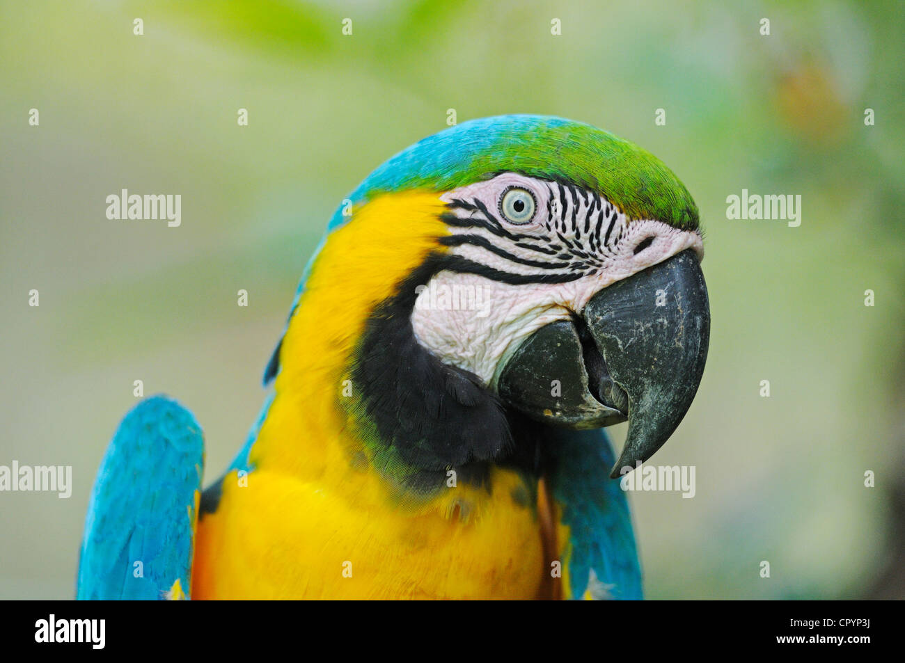 Bleu et Jaune ou Bleu et de l'Ara-Gold-Macaw (Ara ararauna), d'Antioquia, Colombie, Amérique du Sud, Amérique Latine Banque D'Images