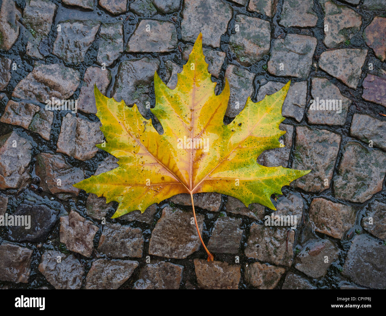 Autumnal feuille de platane (Platanus) sur une chaussée mouillée Banque D'Images