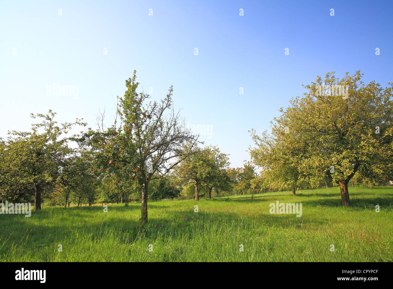 Prairie en automne avec quelques arbres fruitiers, tels que pommiers et poiriers Banque D'Images