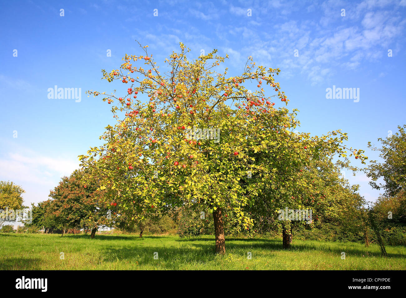 Prairie en automne avec quelques arbres fruitiers, tels que pommiers et poiriers Banque D'Images