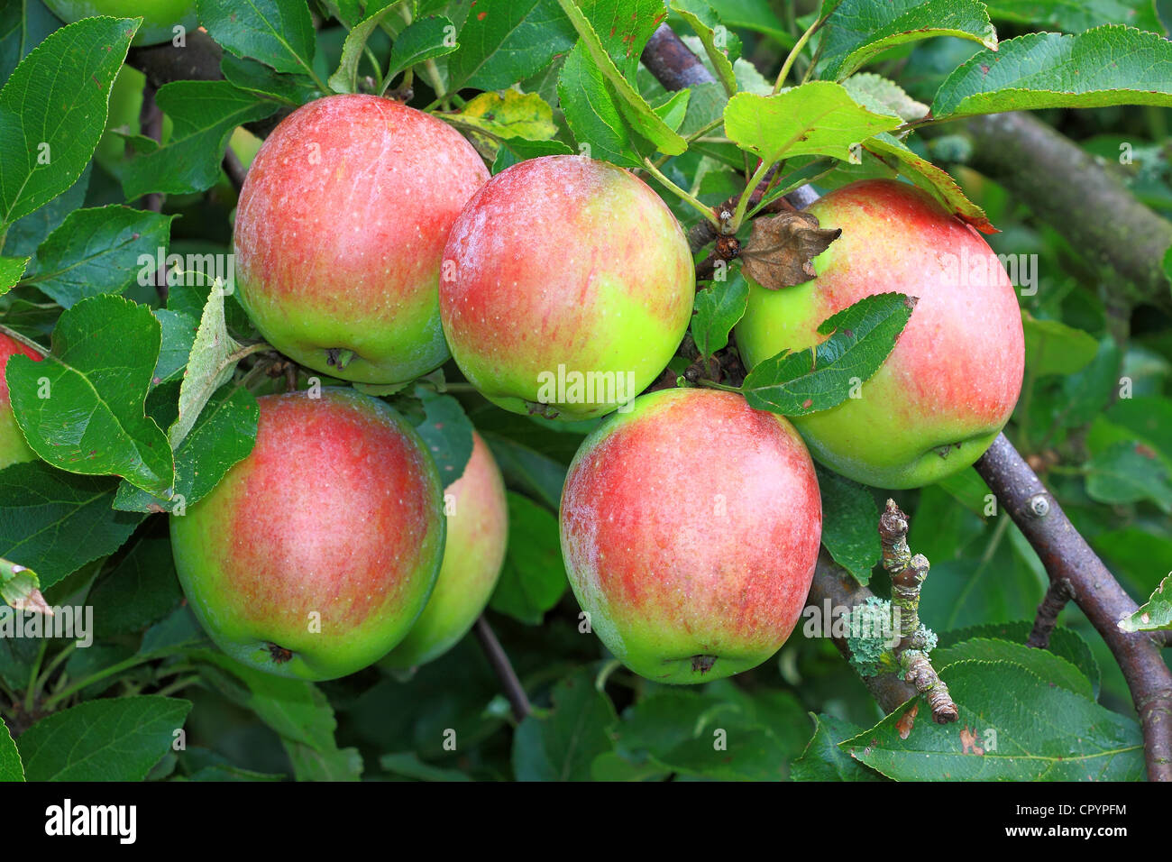 De plus en plus de pommes non traitées sur un pommier Banque D'Images