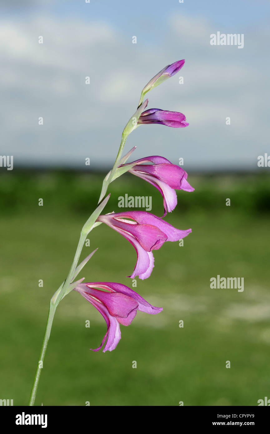 GLADIOLUS Gladiolus illyricus sauvages Banque D'Images