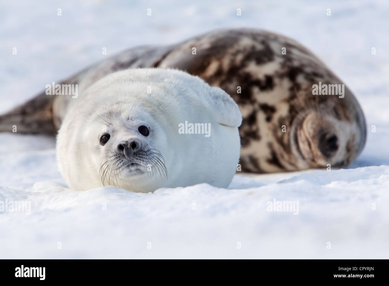 Phoque gris (Halichoerus grypus) avec un cub, Helgoland dunes, Schleswig-Holstein, Allemagne, Europe Banque D'Images