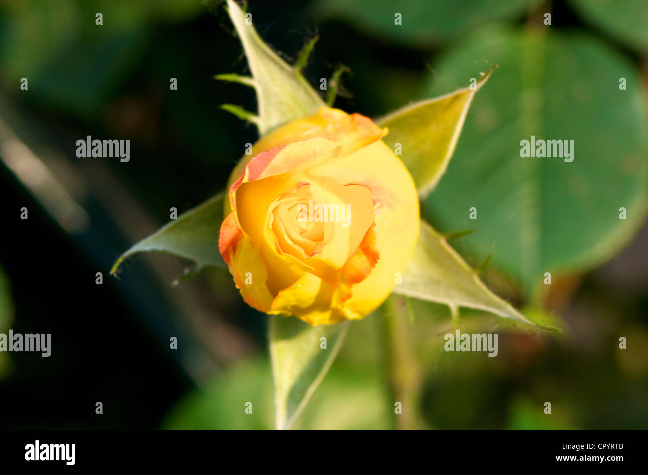 Fleur Rose chinois a fleuri dans un jardin de printemps Banque D'Images