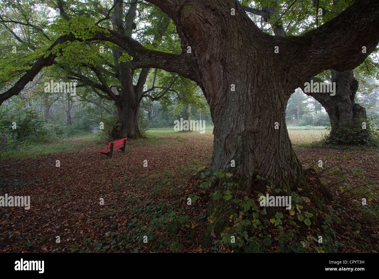 Chemin bordé d'arbres, parc, antoniberg, stepperg, Bavaria, Germany, Europe Banque D'Images