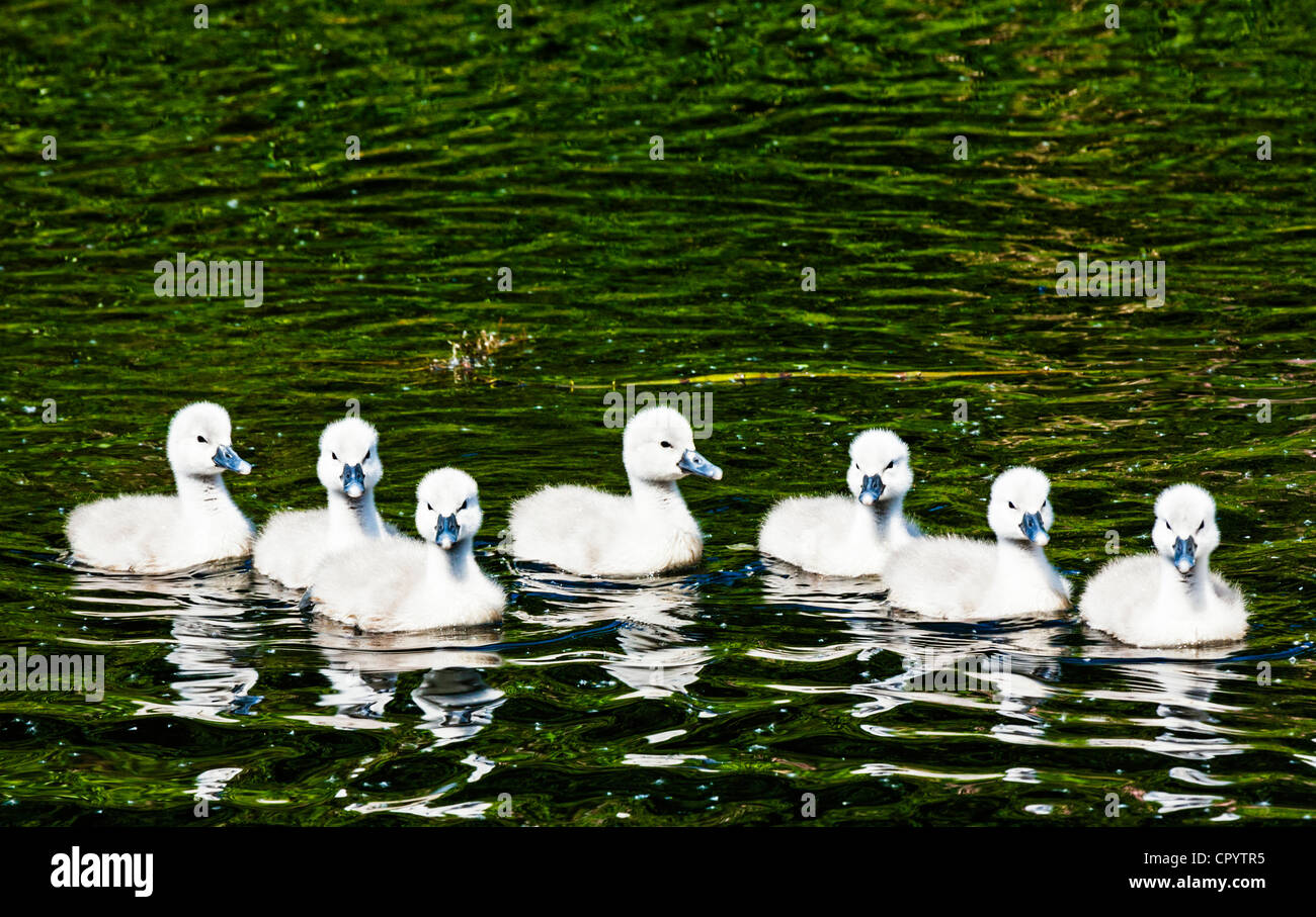 Un groupe de mute swan cygnets ensemble sur l'eau, la Grande-Bretagne. Banque D'Images