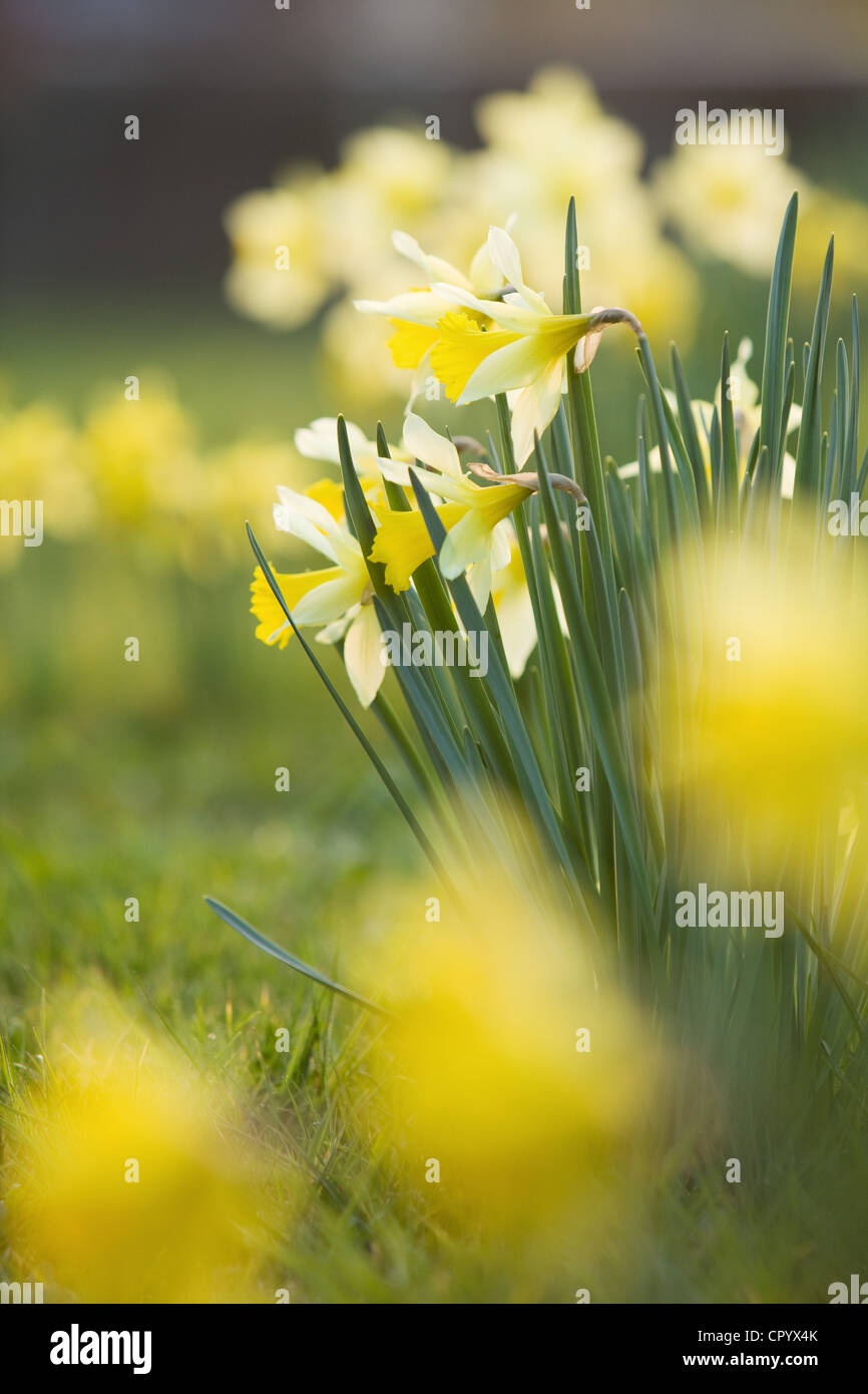 Les jonquilles dans un cimetière dans les régions rurales de l'Angleterre sur un soir de printemps Banque D'Images