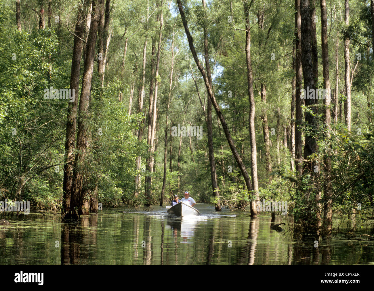 Etats-unis, Louisiane, bassin Atchafalaya, les bayous Banque D'Images