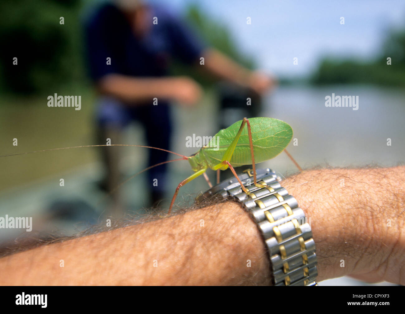 Etats-unis, Louisiane, bassin Atchafalaya, insecte dans les bayous Banque D'Images