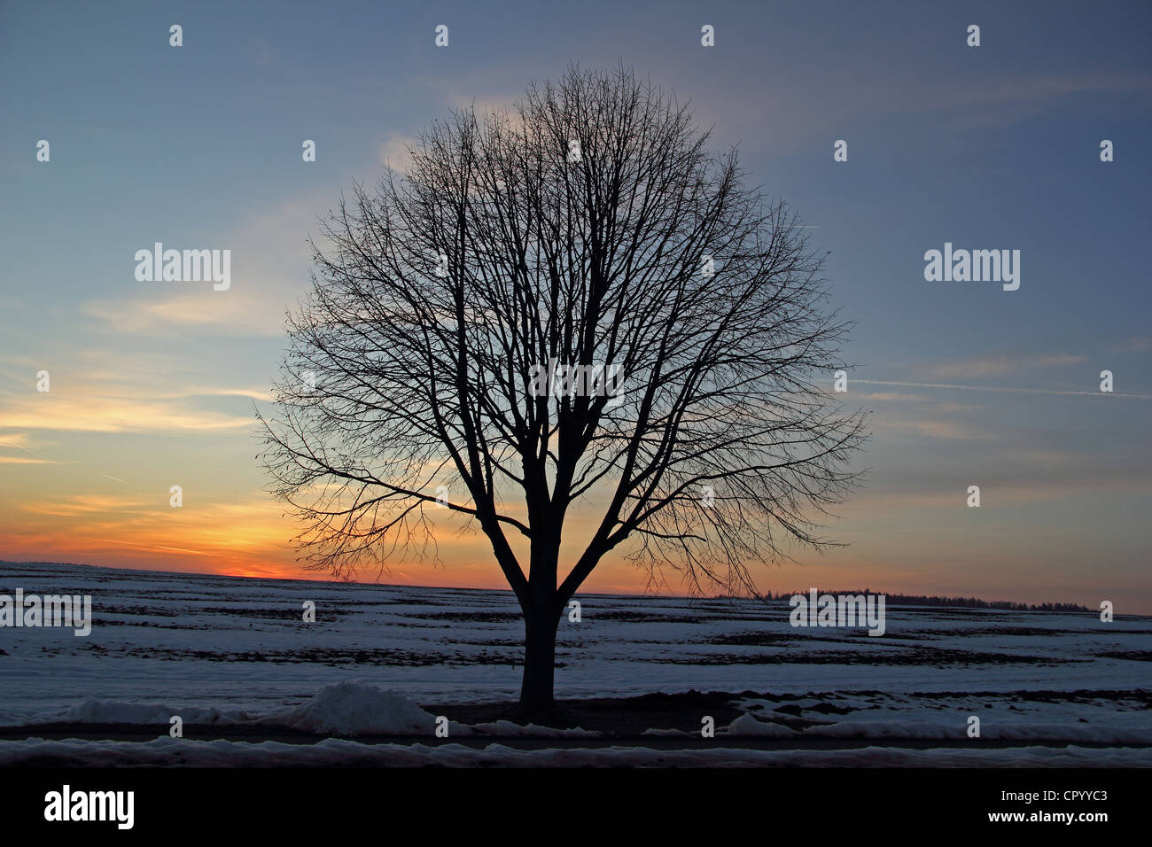 Arbre solitaire dans un paysage d'hiver, crépuscule, district de Biberach, en Haute Souabe, Allemagne, Europe Banque D'Images