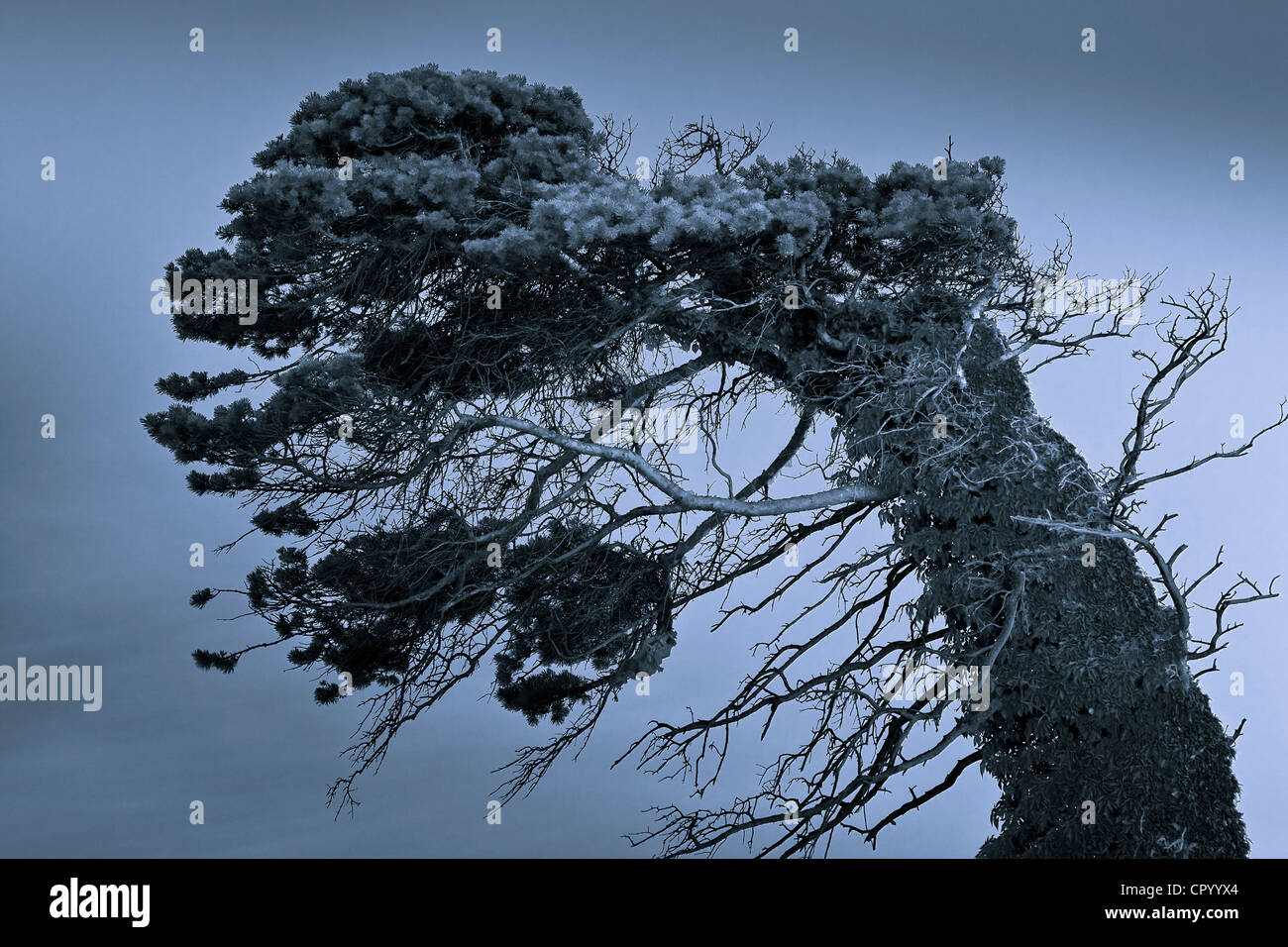Arbre abattu par le vent Banque de photographies et d’images à haute