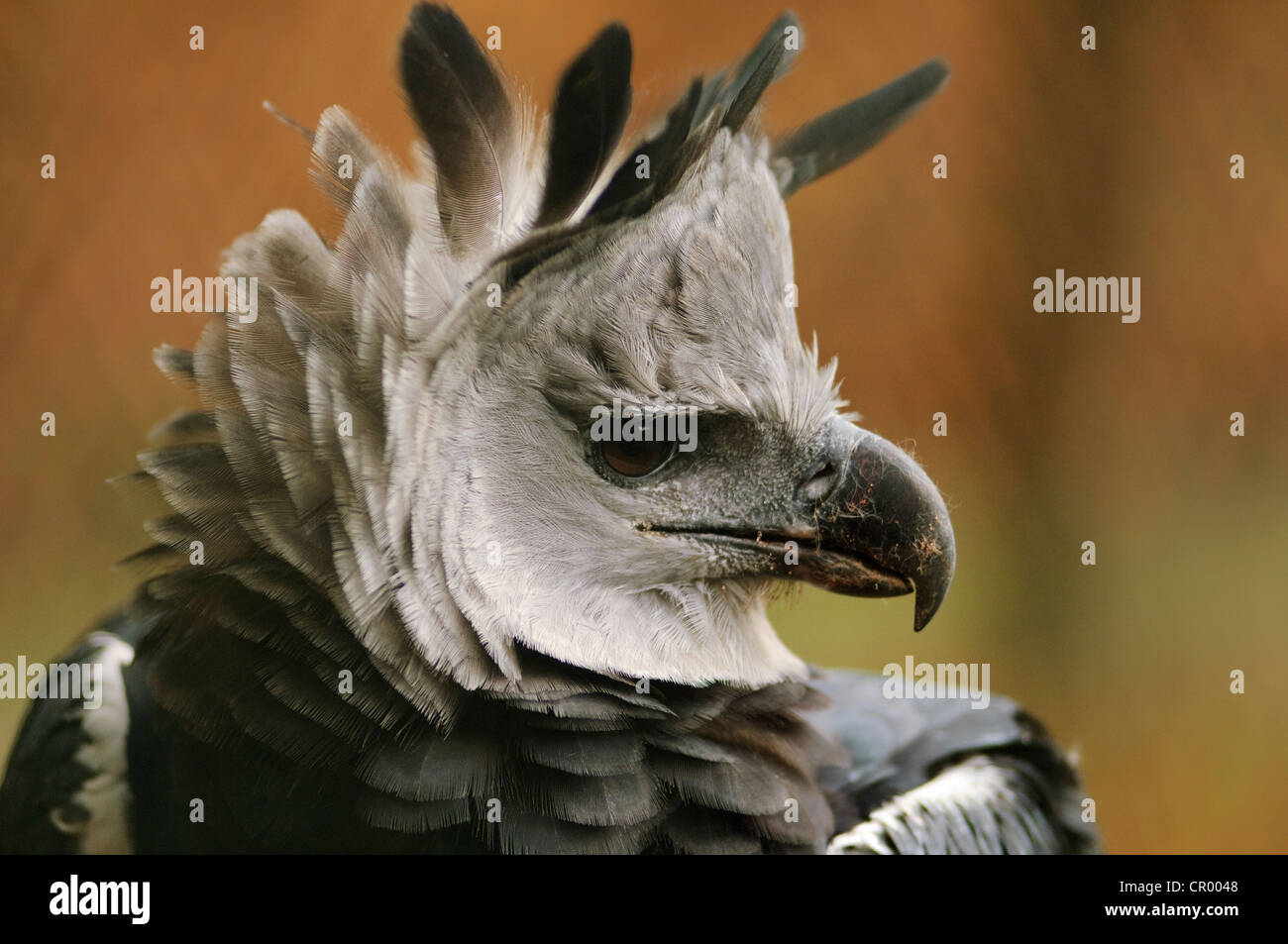(Harpia harpyja harpie), portrait, dans une enceinte Banque D'Images