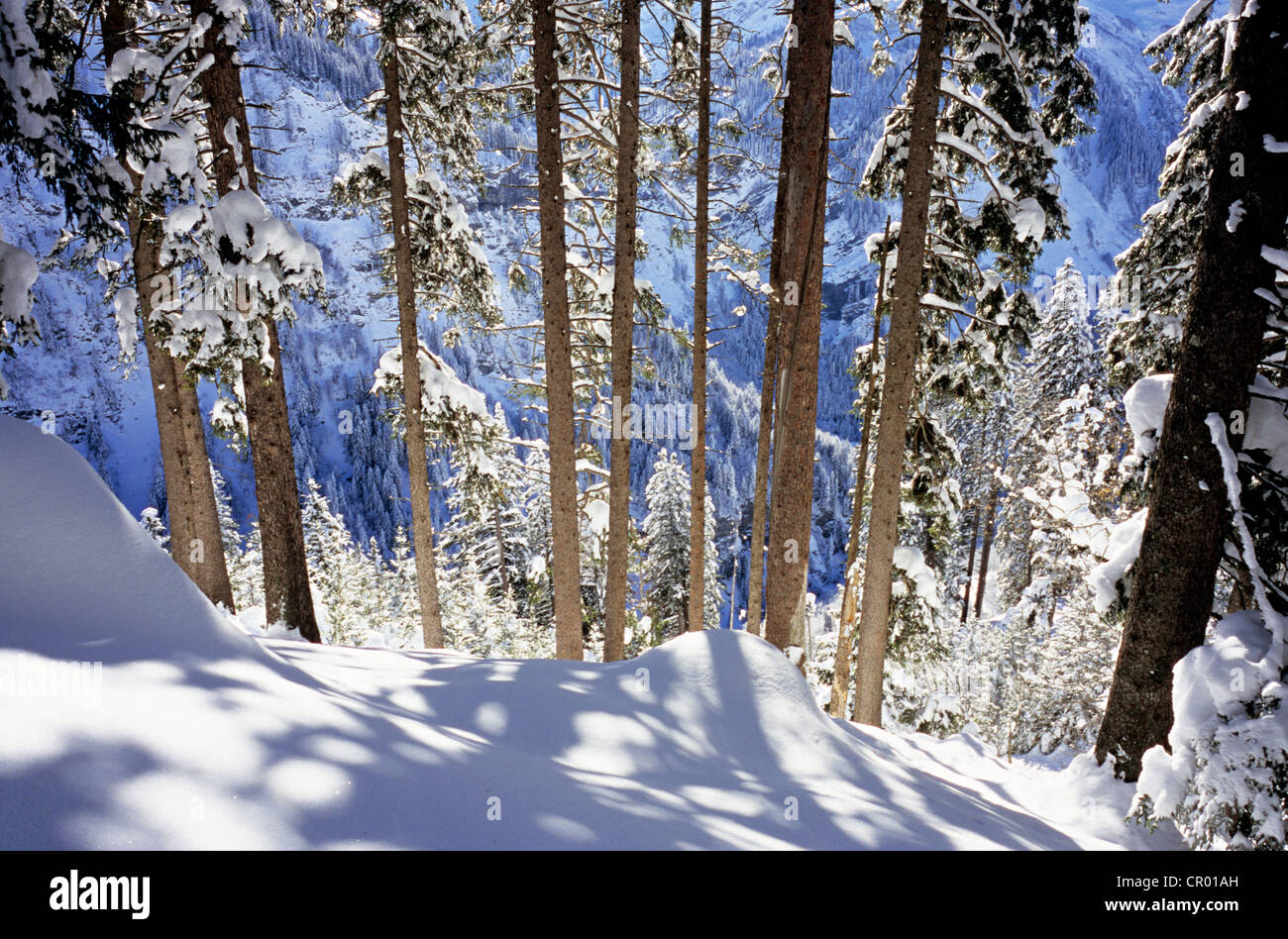 La Suisse, canton de Glaris, snowed in forest Banque D'Images