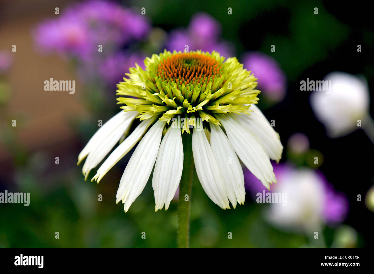 Fleur d'échinacée blanc Banque D'Images
