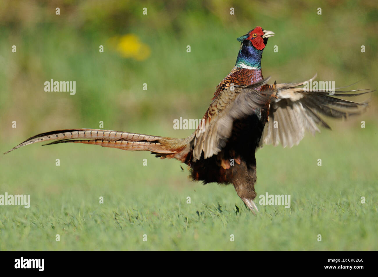 Le faisan commun (Phasianus colchicus) Banque D'Images