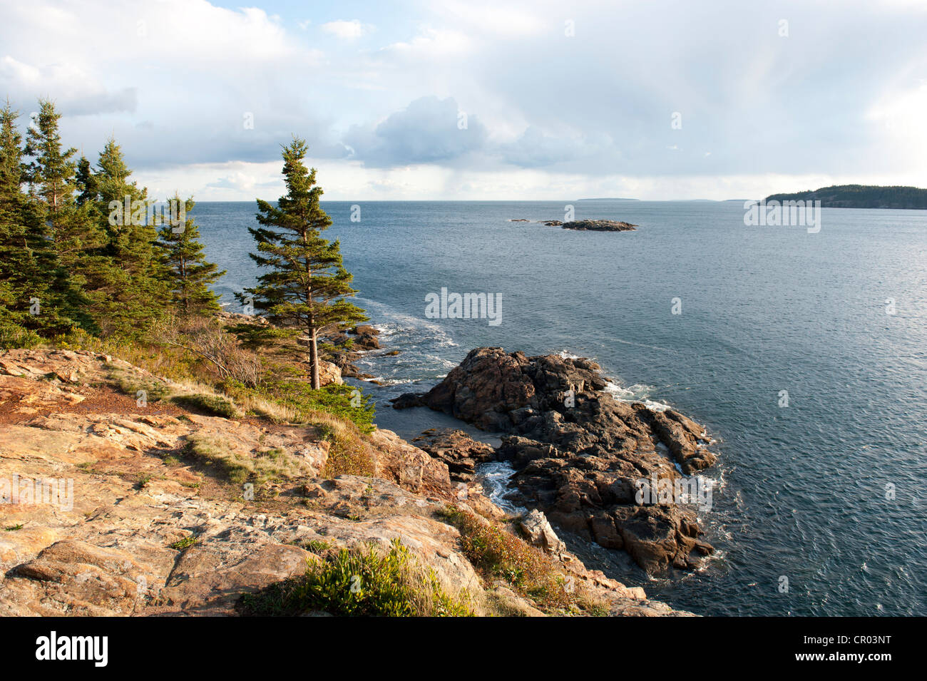 Les conifères sur une côte rocheuse, grand chef, l'Acadia National Park, Maine, New England, USA, Amérique du Nord Banque D'Images